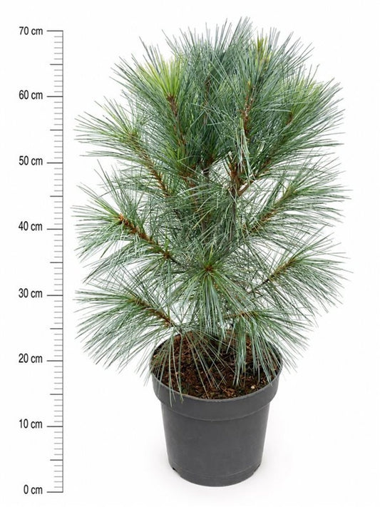 Pinus str. Fastigiata 65cm 23cm Pot