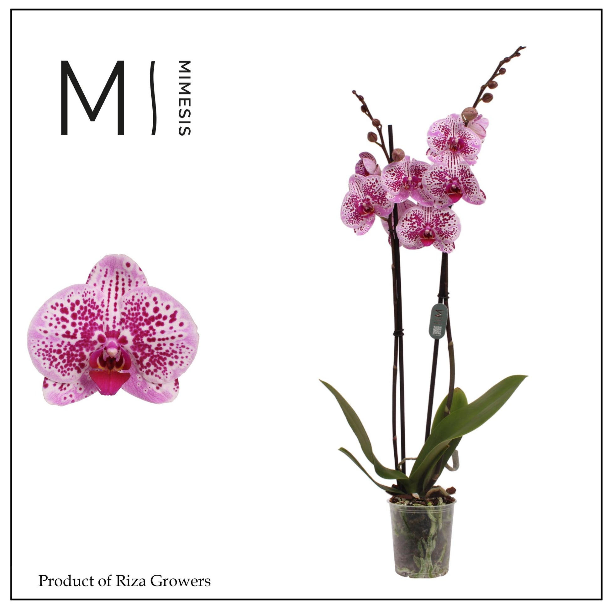 Riza Ter Laak Orchios Phalaenopsis Mesmerion Pack of 10
