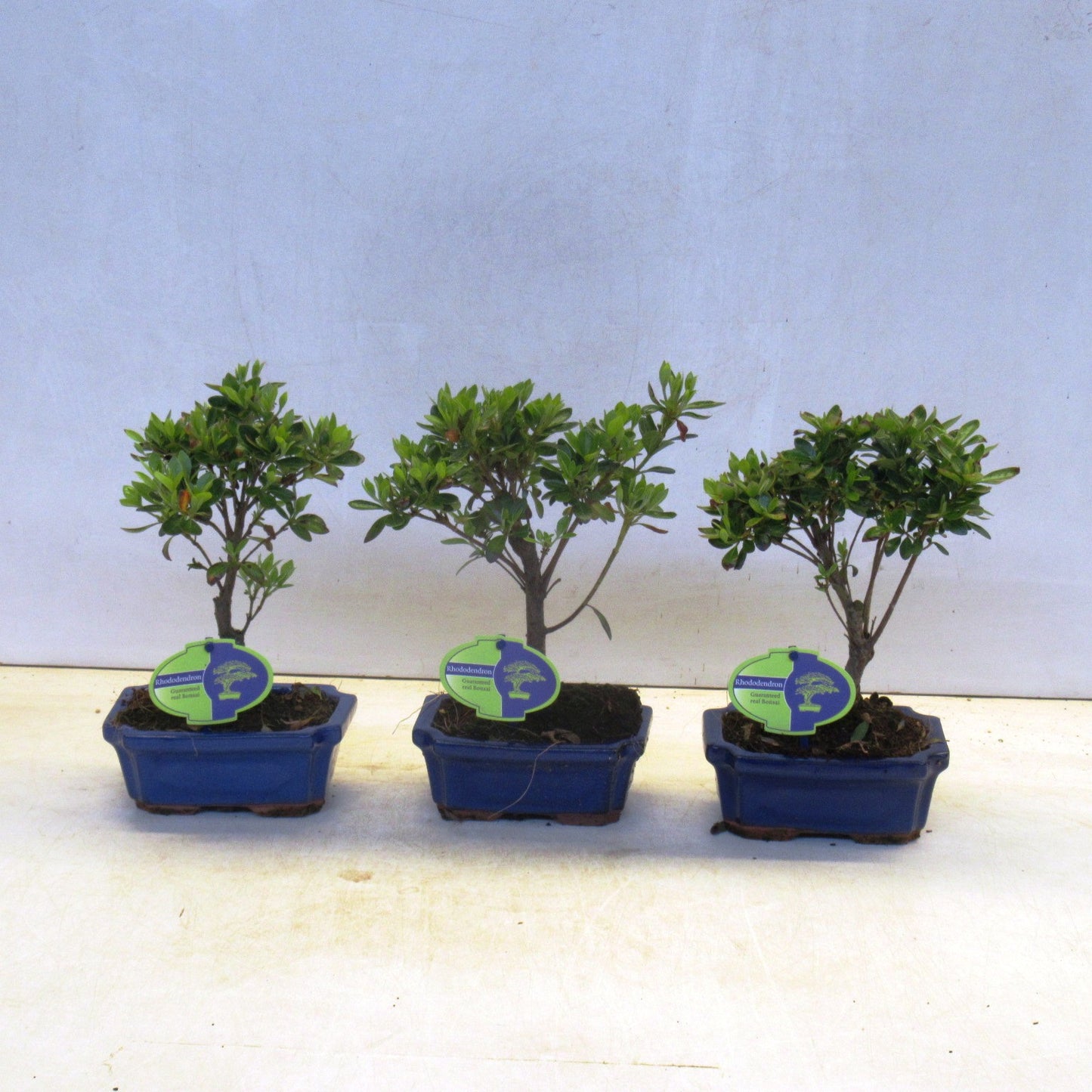 Lodder Bonsai BV Rhododendron hippophaeoides Pack of 8