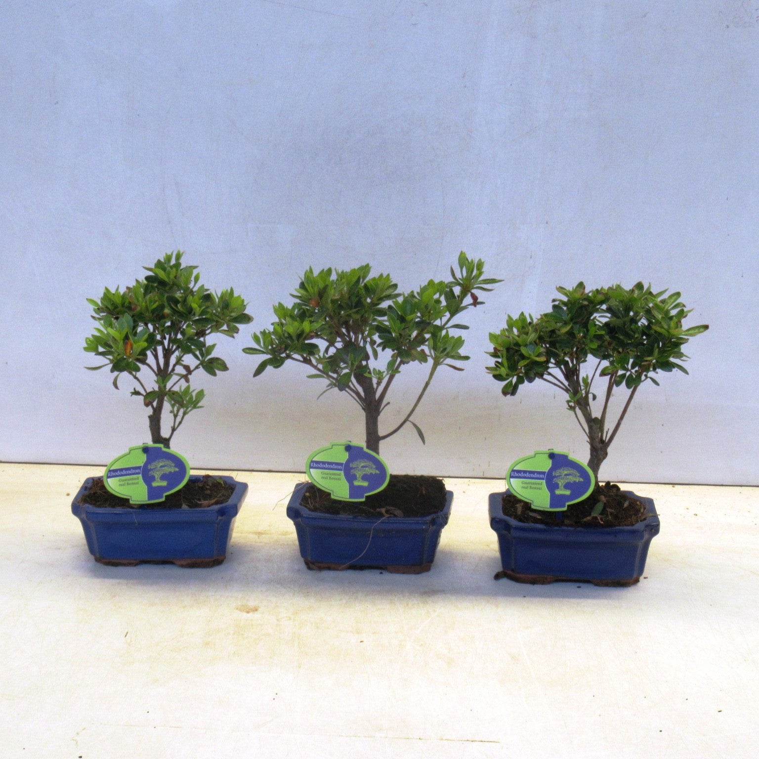 Lodder Bonsai BV Rhododendron hippophaeoides Pack of 8