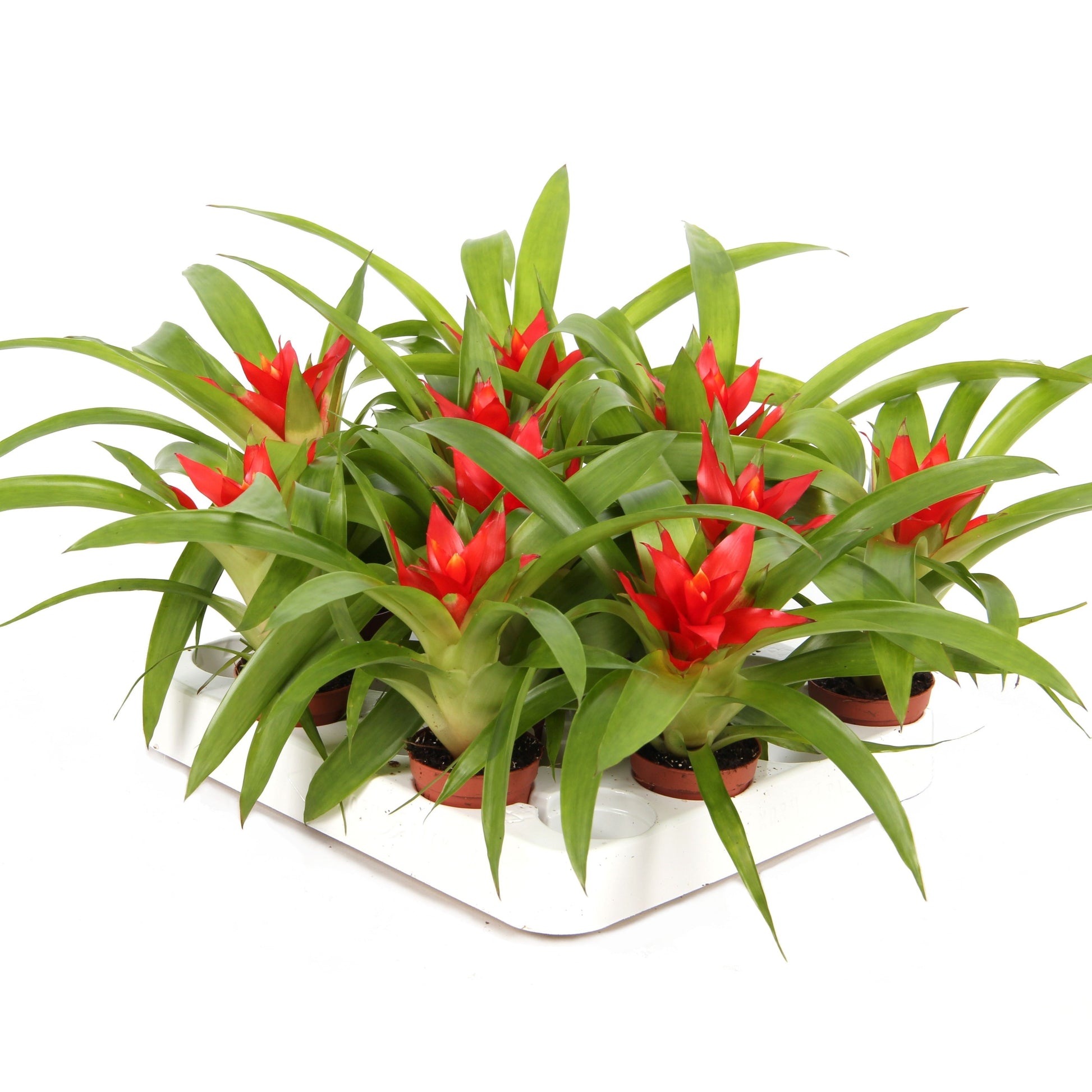 Rip Bromini BV Guzmania Tempo Pack of 10