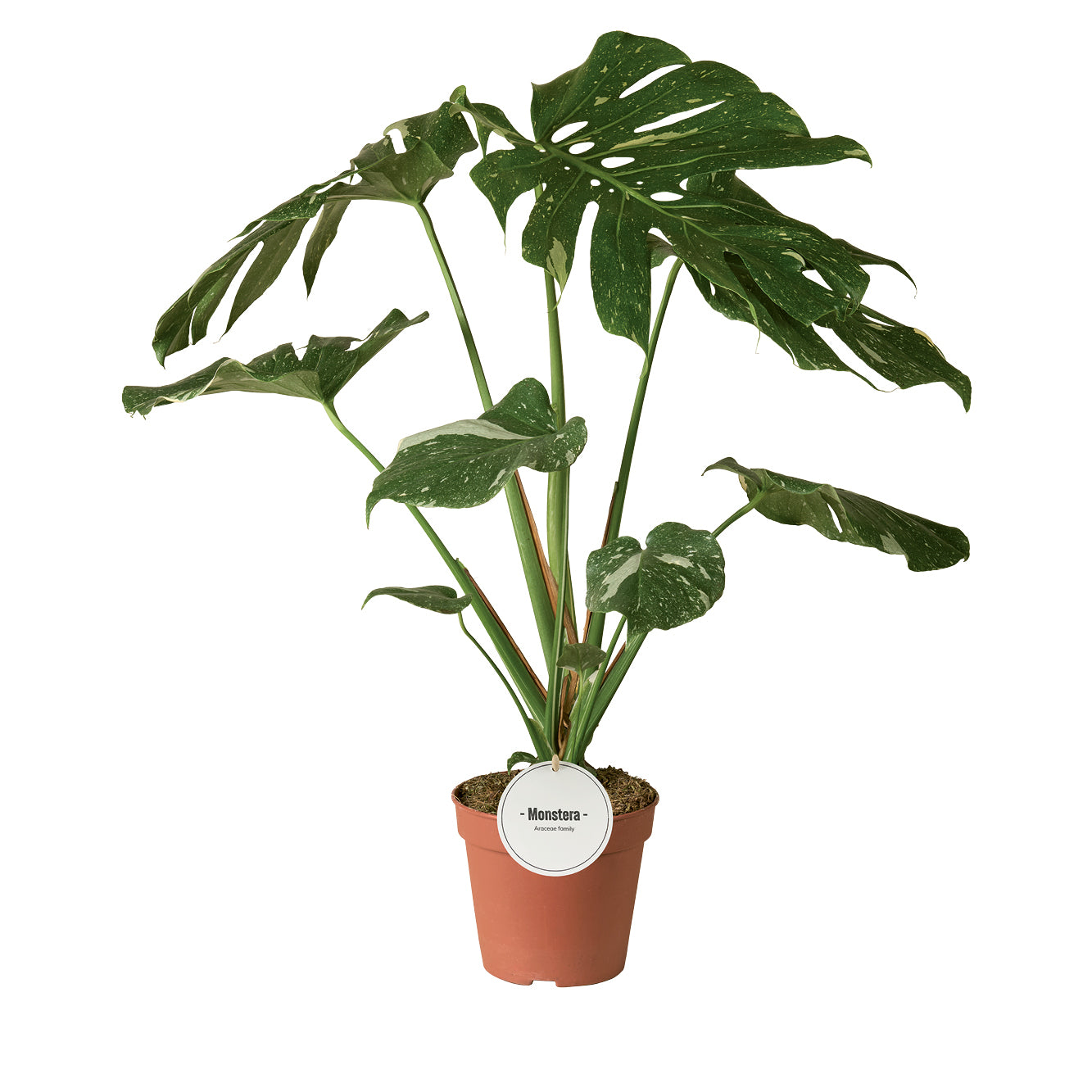 Monstera Thai Constellation 60cm 15cm Pot