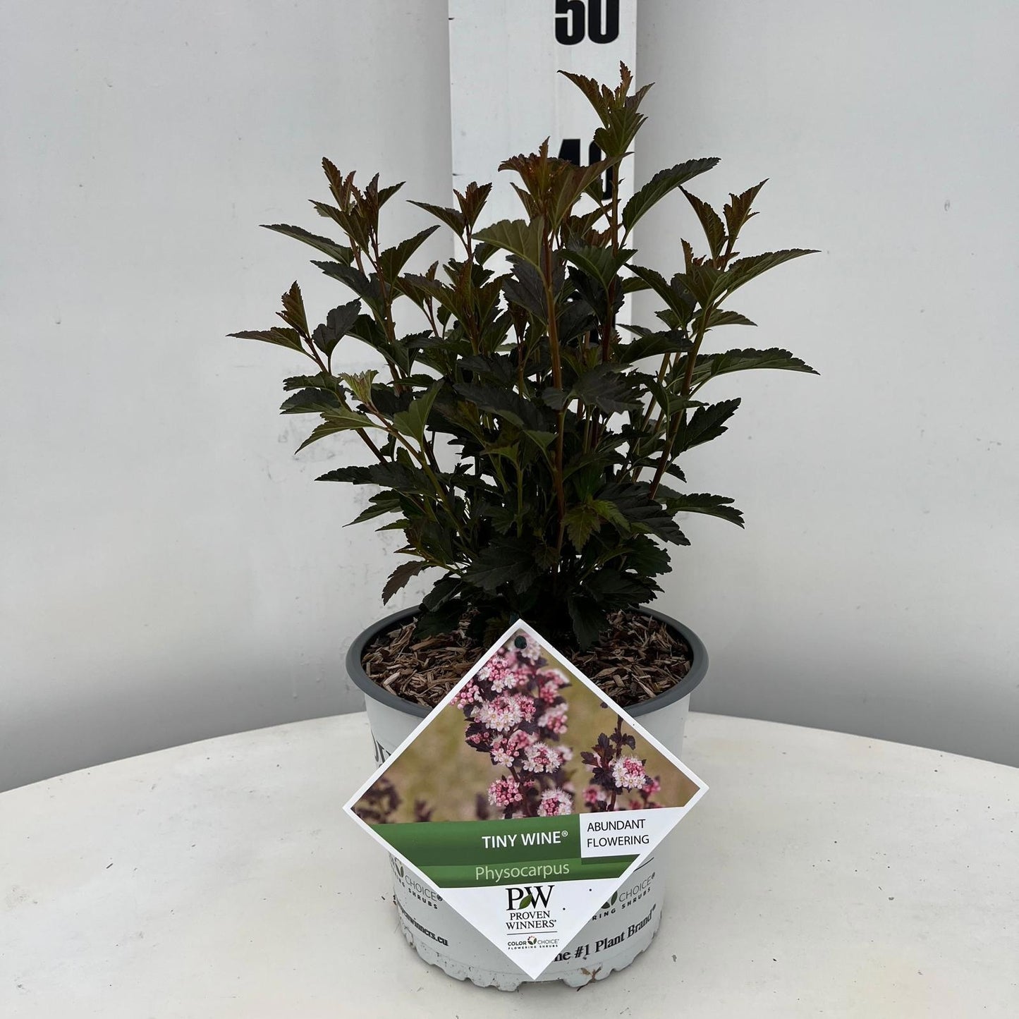 Physocarpus opulifolius 40cm 19cm Pot