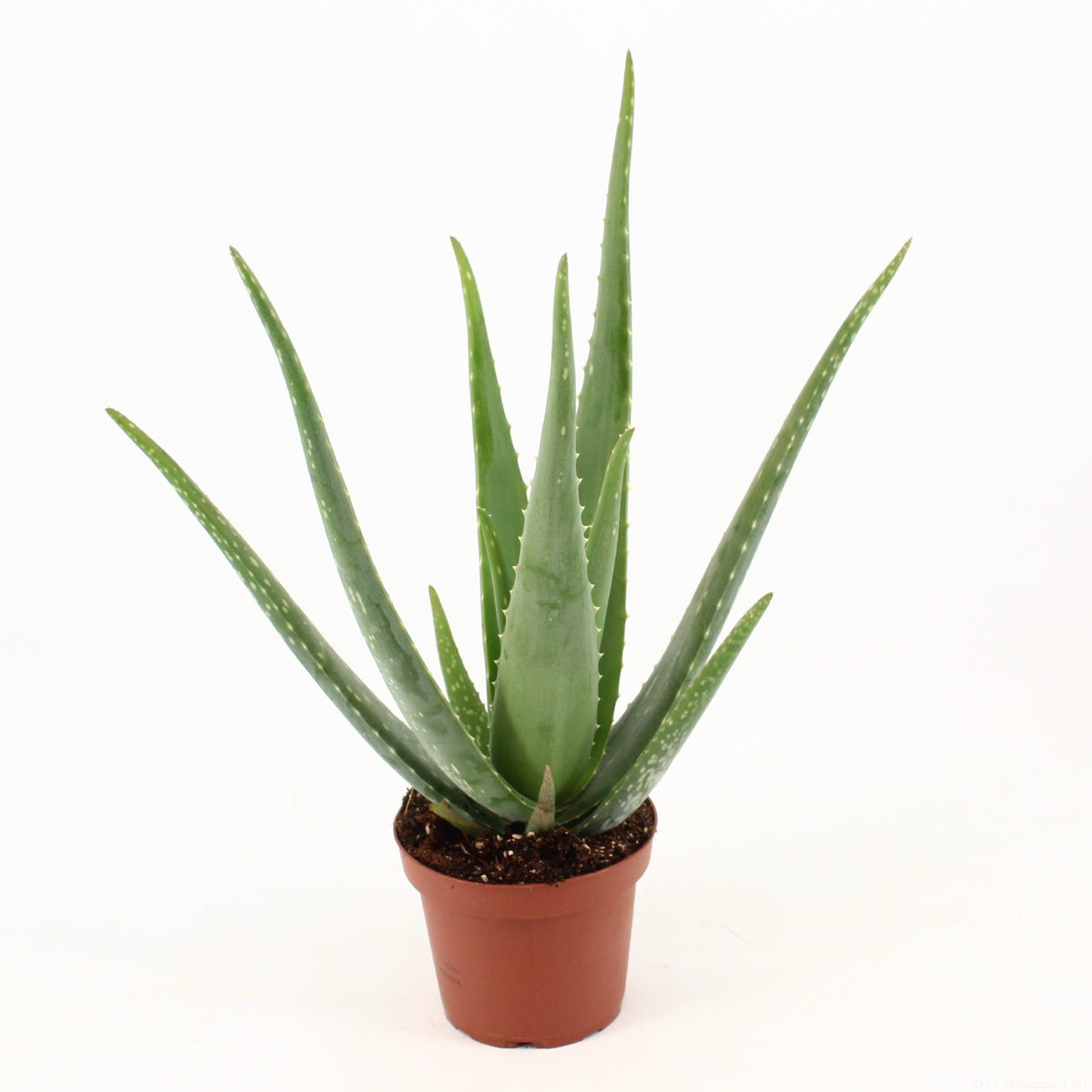 Aloe vera 55cm 14cm Pot