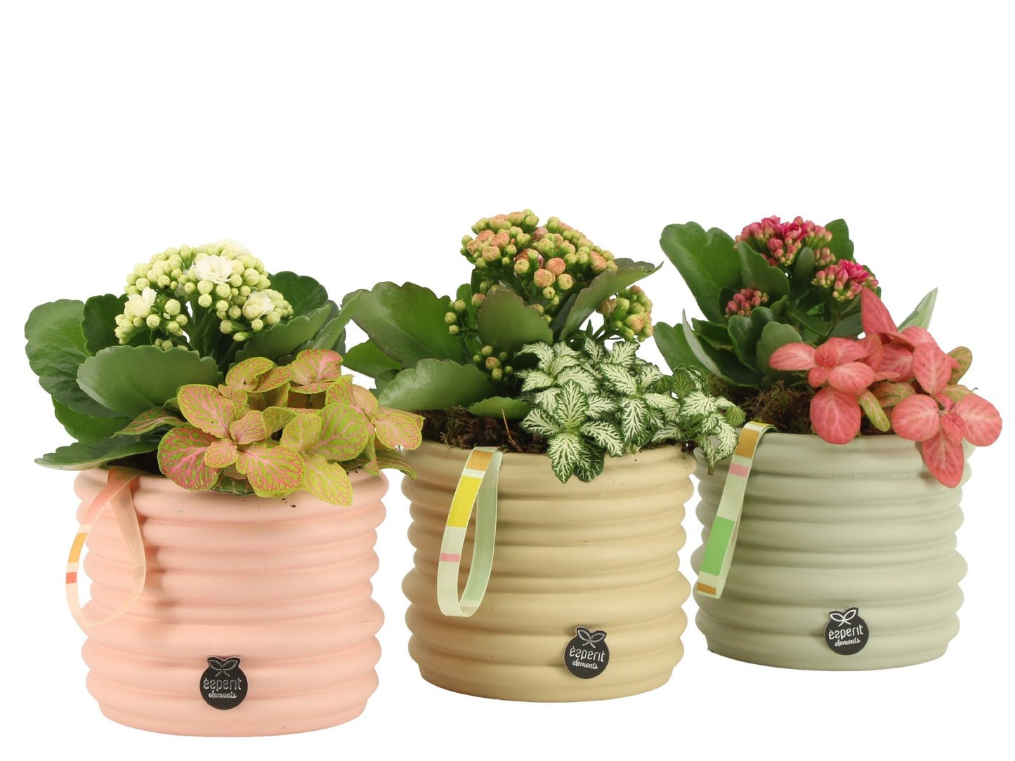 Esperit Elements Vof Indoor arrangement Pack of 5