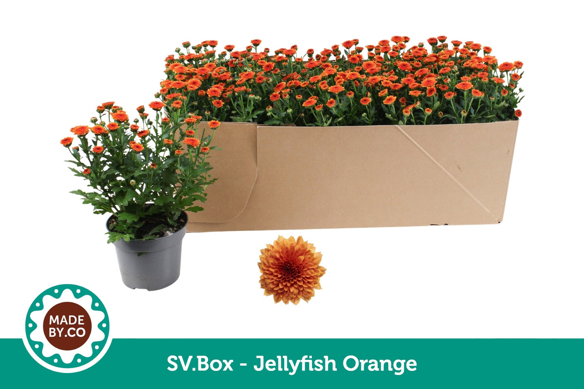 Chrysanthemum Jellyfish Orange 25cm 12cm Pot