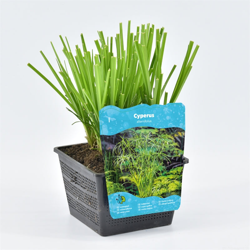 Waterplkw R. Moerings Cyperus alternifolius Pack of 3