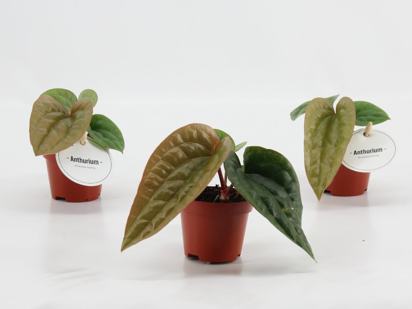 Anthurium andraeanum 15cm 6cm Pot