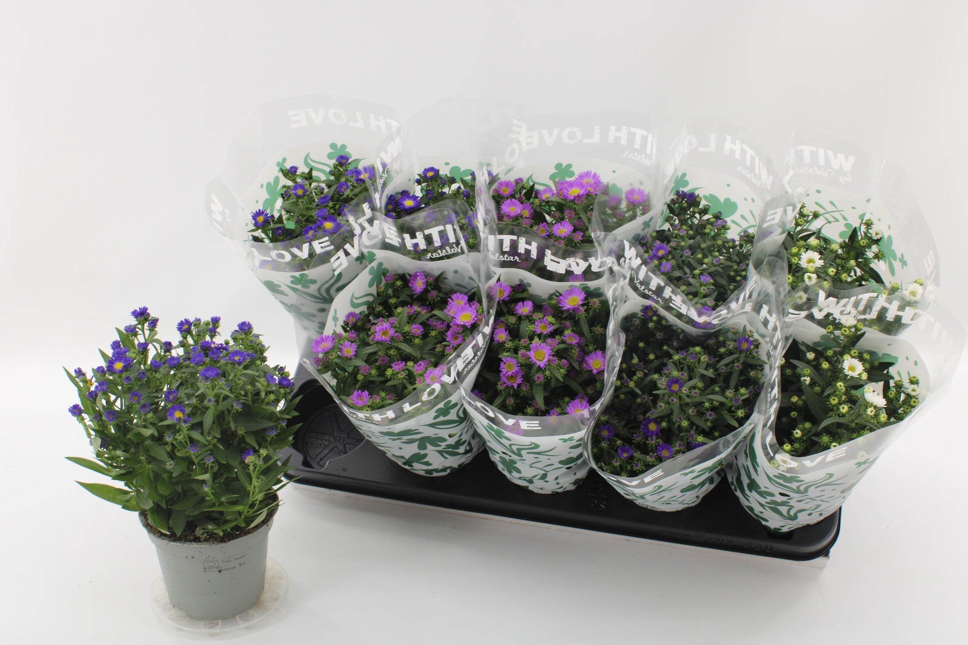 Aster nb. Starletta mix 25cm 12cm Pot