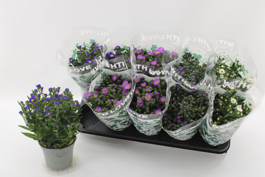 Aster nb. Starletta mix 25cm 12cm Pot