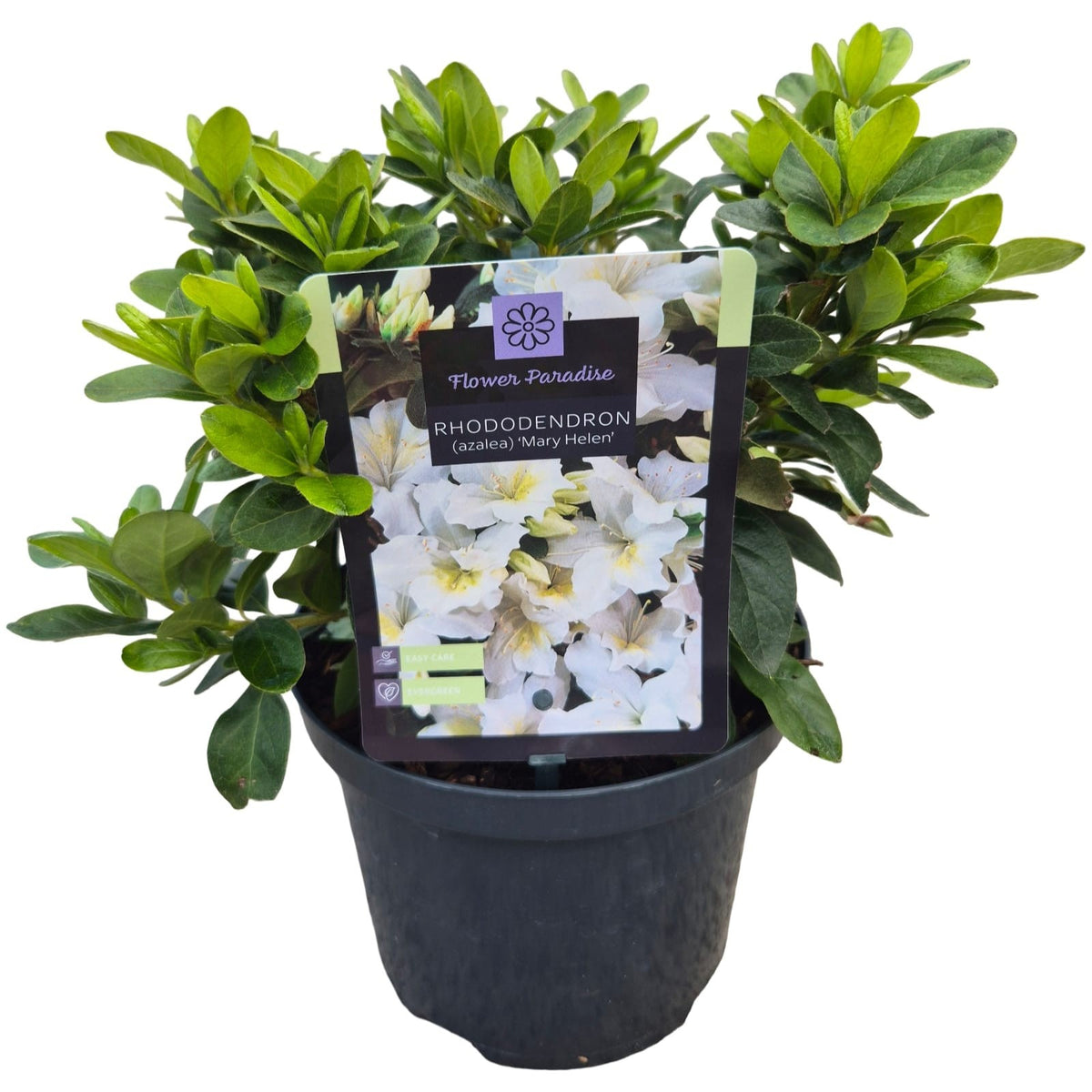Rhododendron japonicum 35cm 18cm Pot