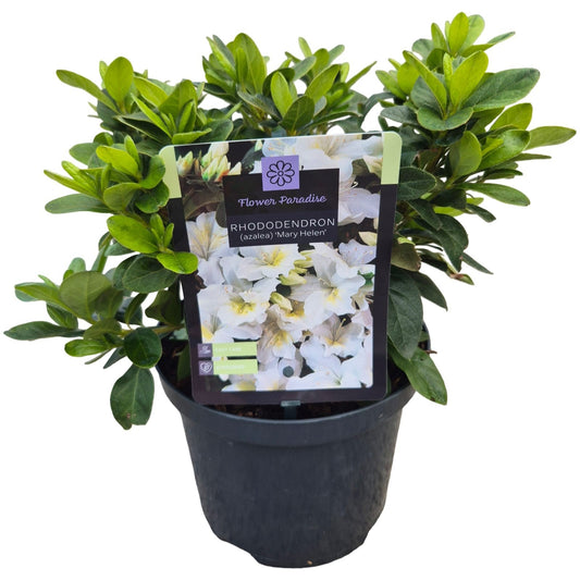 Rhododendron japonicum 35cm 18cm Pot