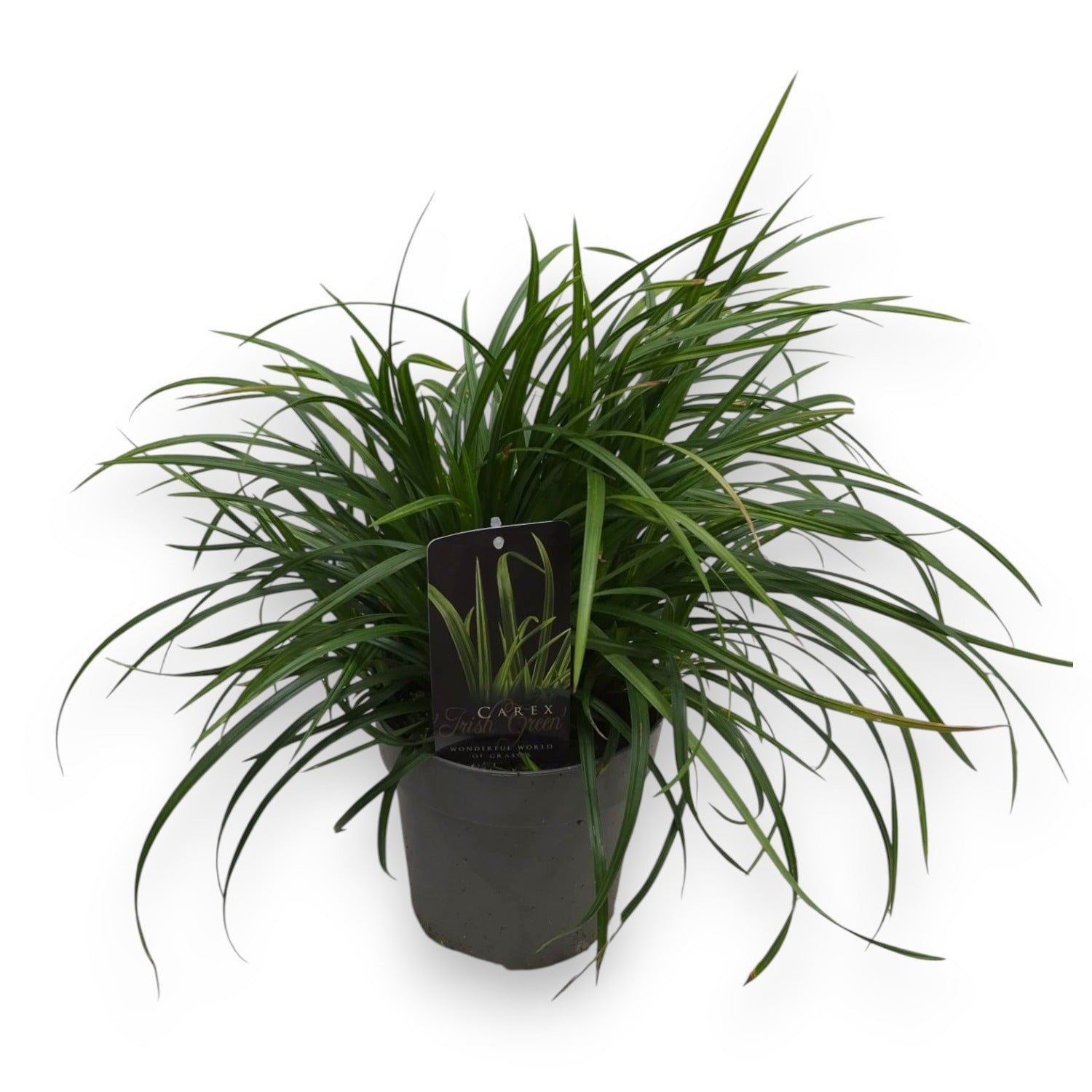 Carex morrowii 35cm 19cm Pot