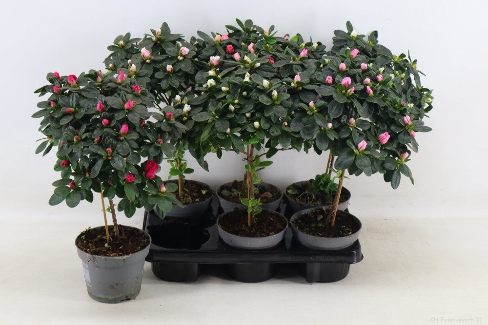 Rhododendron Bloombux 35cm 13cm Pot