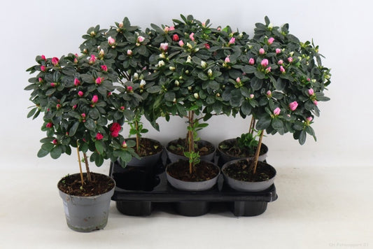 Rhododendron Bloombux 35cm 13cm Pot