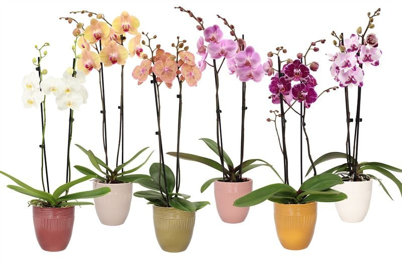Phalaenopsis mix 55cm 12cm Pot