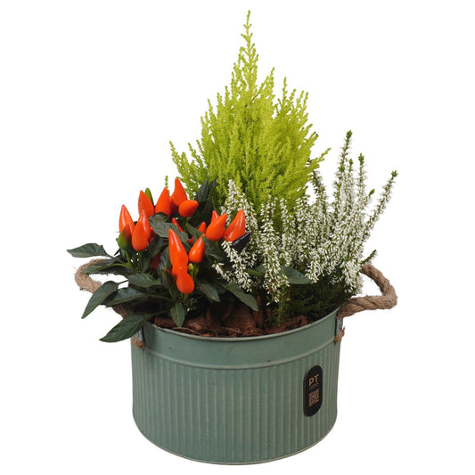Outdoor arrangement 37cm 21cm Pot
