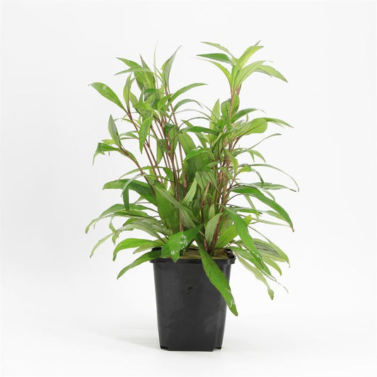 Aquarium plant mix 15cm 9cm Pot