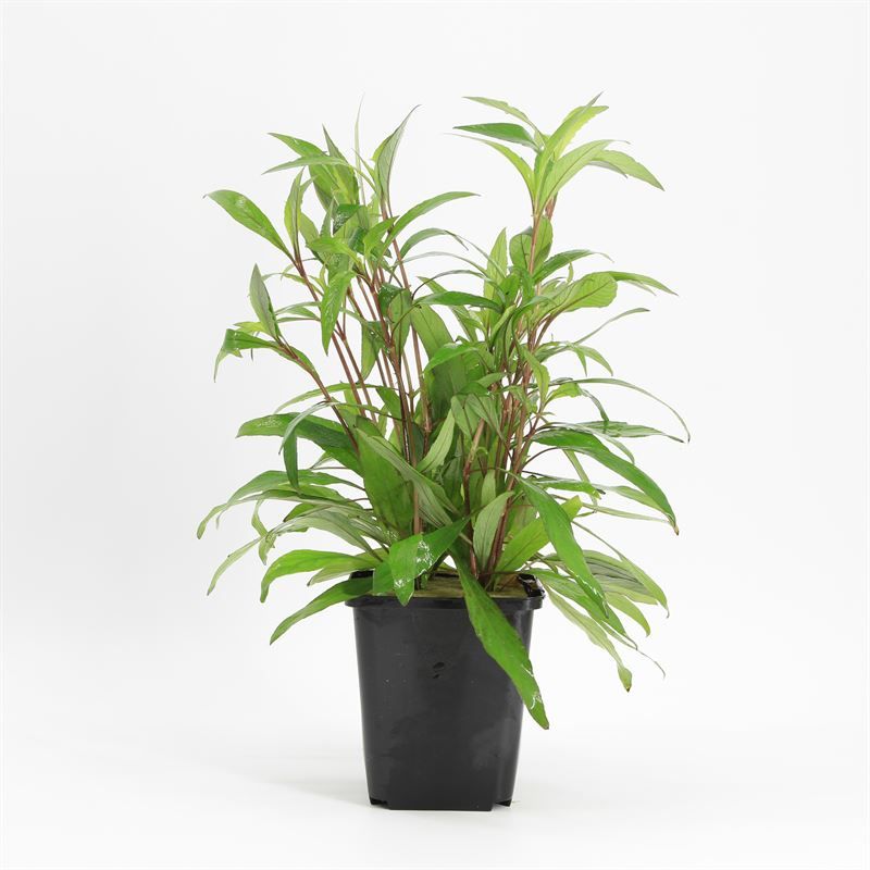 Aquarium plant mix 15cm 9cm Pot