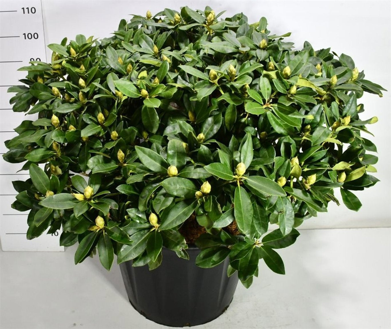 Bloemenkampen BV, Hkw. de Rhododendron Gomer Waterer Pack of 1