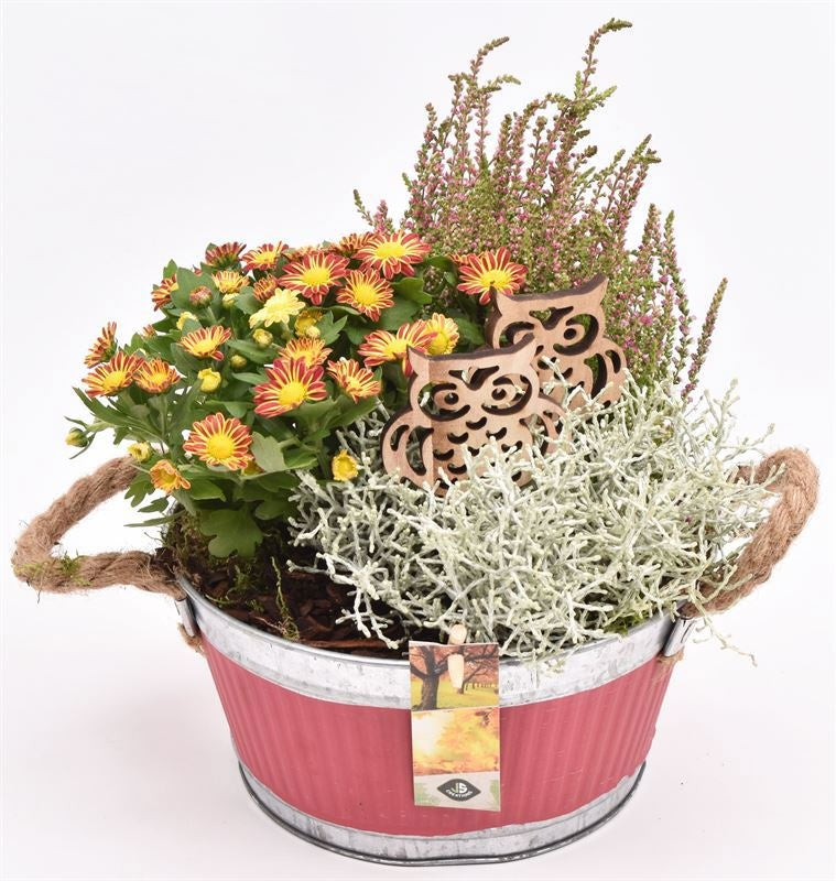Outdoor arrangement 20cm Pot