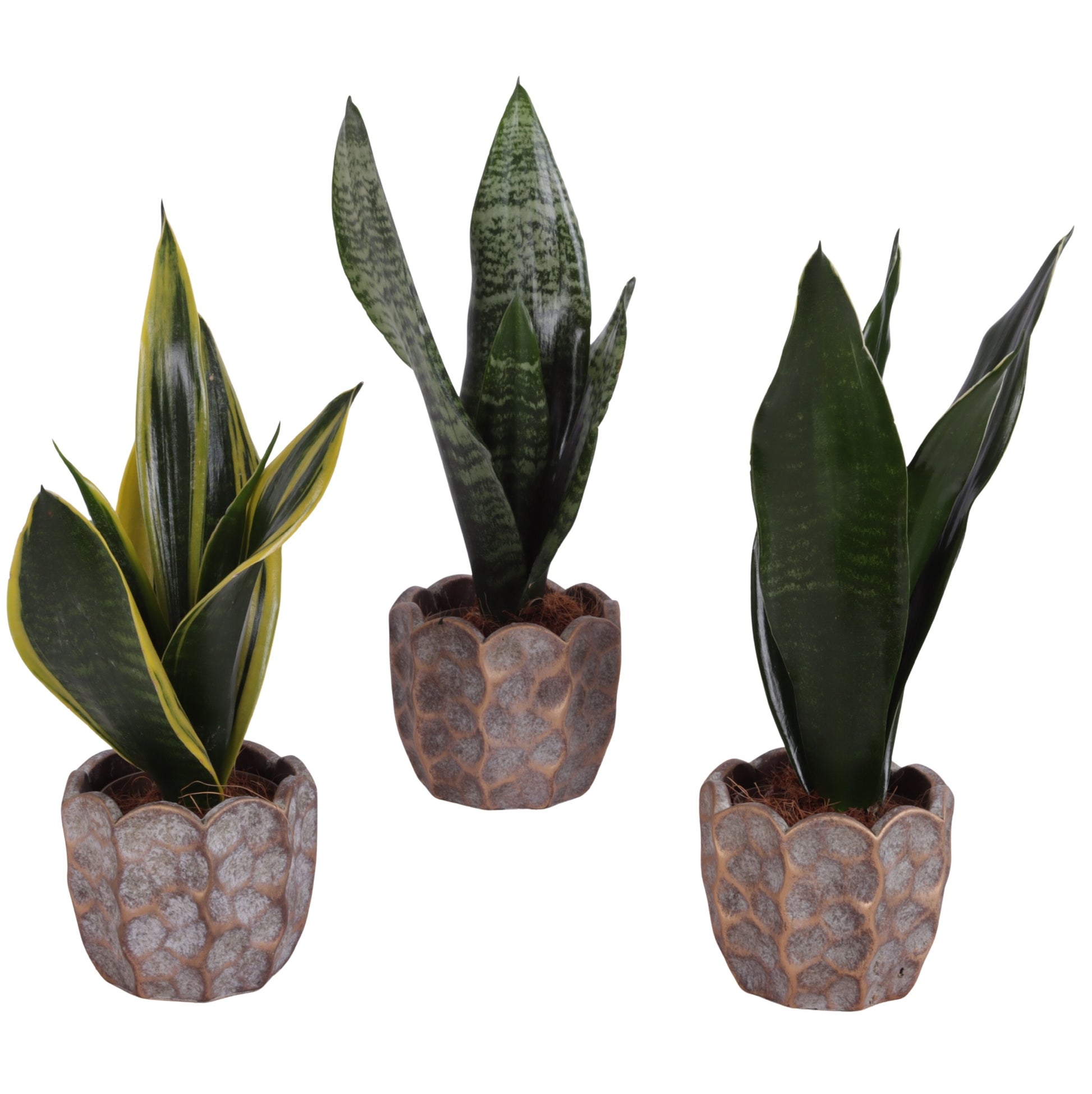 Sansevieria trifasciata 30cm 12cm Pot