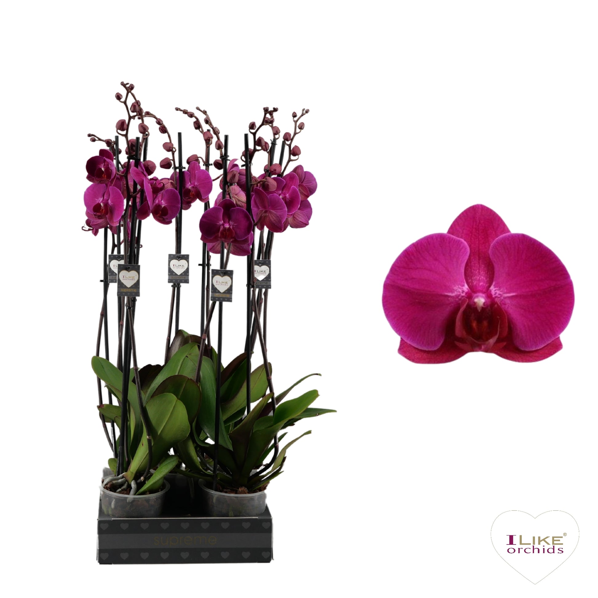 Phalaenopsis Stellenbosch 65cm 12cm Pot