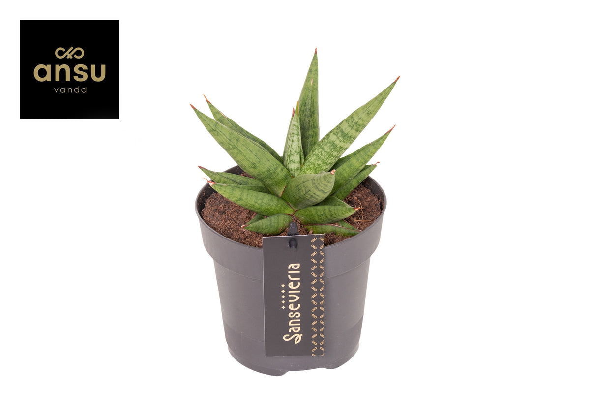 Sansevieria 35cm 12cm Pot