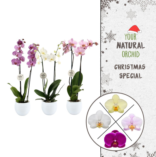 Phalaenopsis mix 55cm 12cm Pot