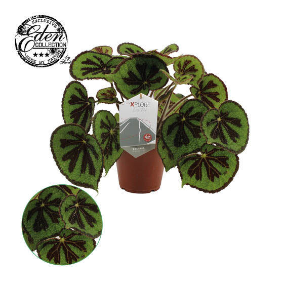 Plantworld Smit Kwekerij Begonia Rock Pack of 3