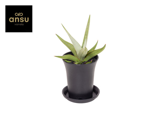 Sansevieria 20cm 507cm Pot