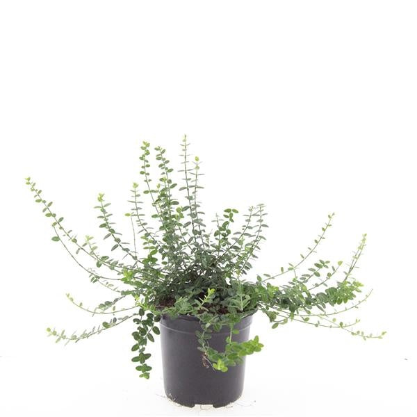 Euonymus Minimus 25cm 14cm Pot