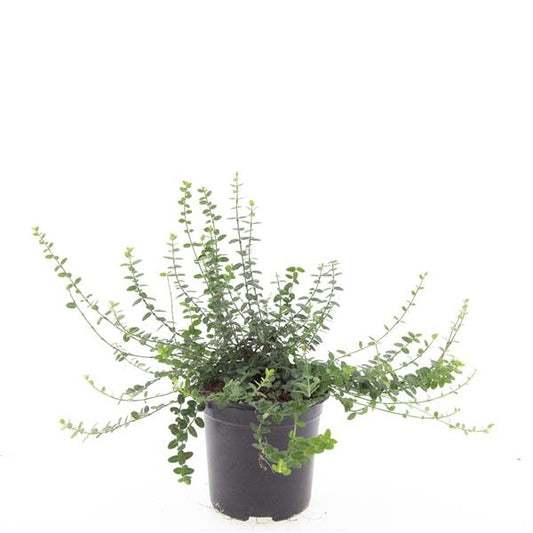 Euonymus Minimus 25cm 14cm Pot