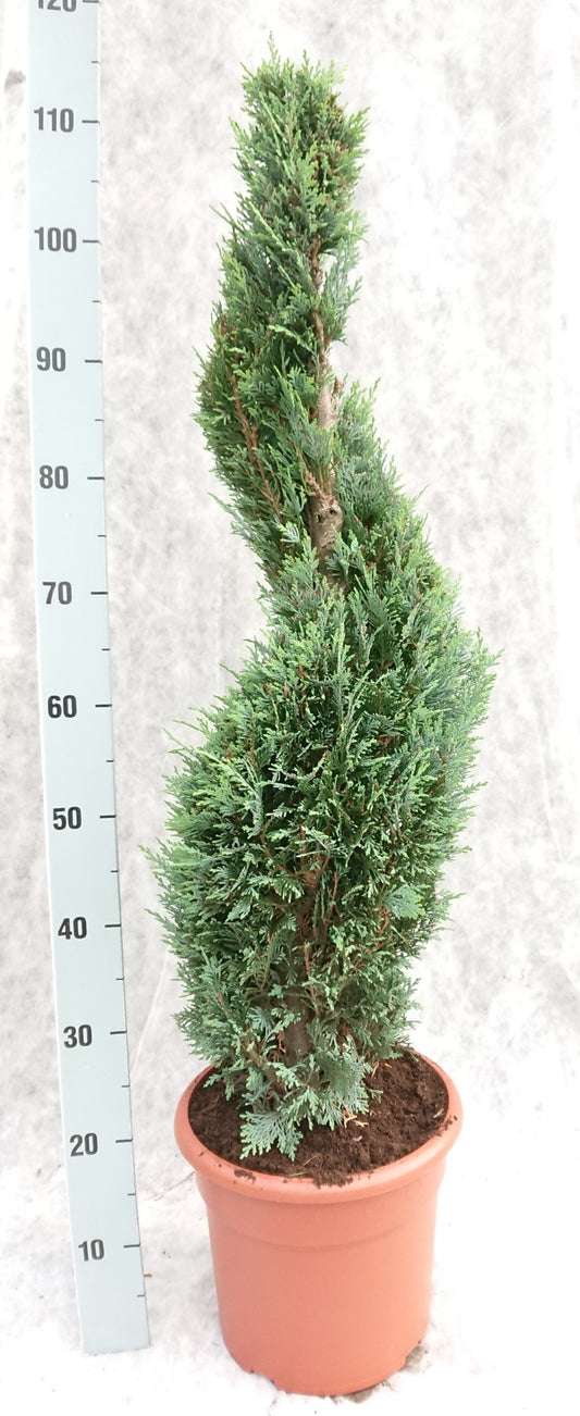 Chamaecyparis lawsoniana Columnaris 110cm 26cm Pot