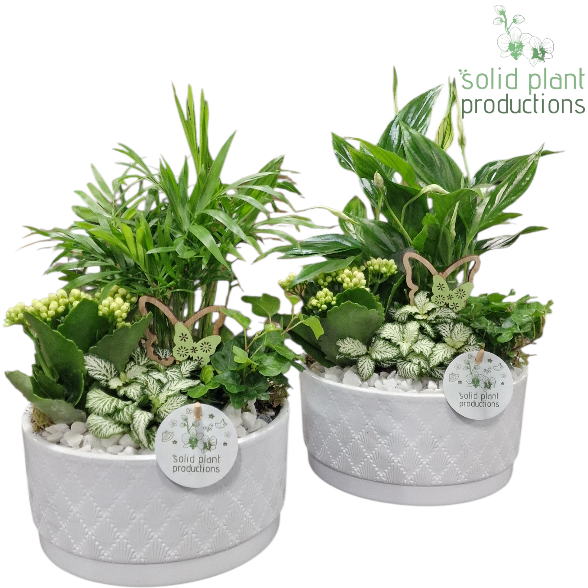 Solid Plant Productions SC003 Loes White Mix Pack of 4
