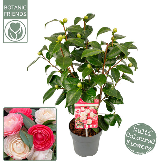 Camellia japonica 50cm 15cm Pot
