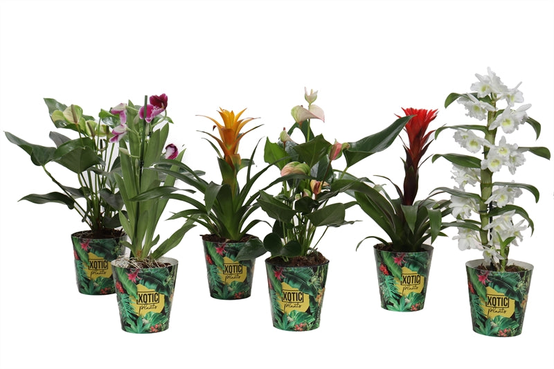 Logico Houseplants mix flowering Pack of 10