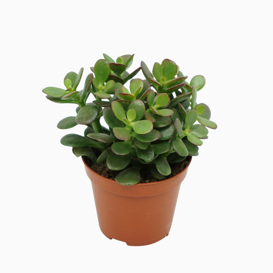 Crassula Minor 10cm Special Pot (508)