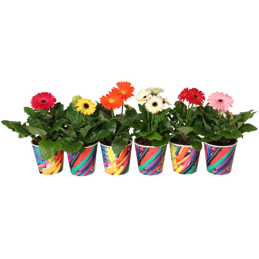 Gerbera mix 20cm 12cm Pot