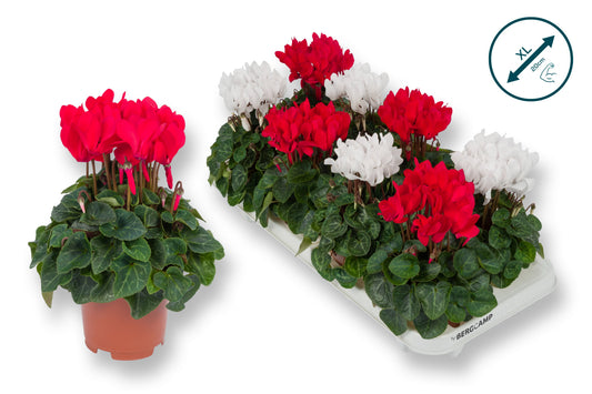 Cyclamen Compact mix 25cm 10.5cm Pot
