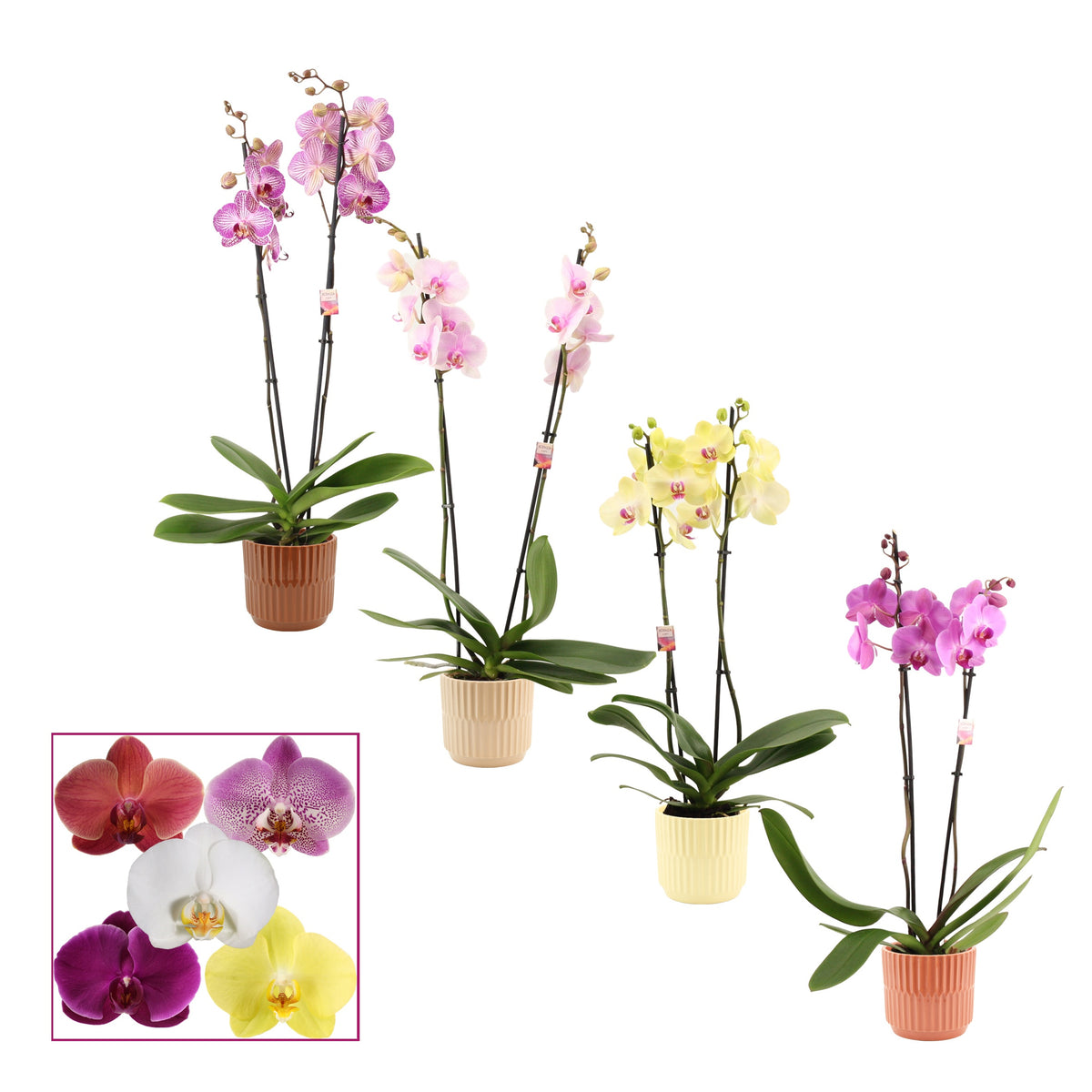 Phalaenopsis mix 65cm 12cm Pot