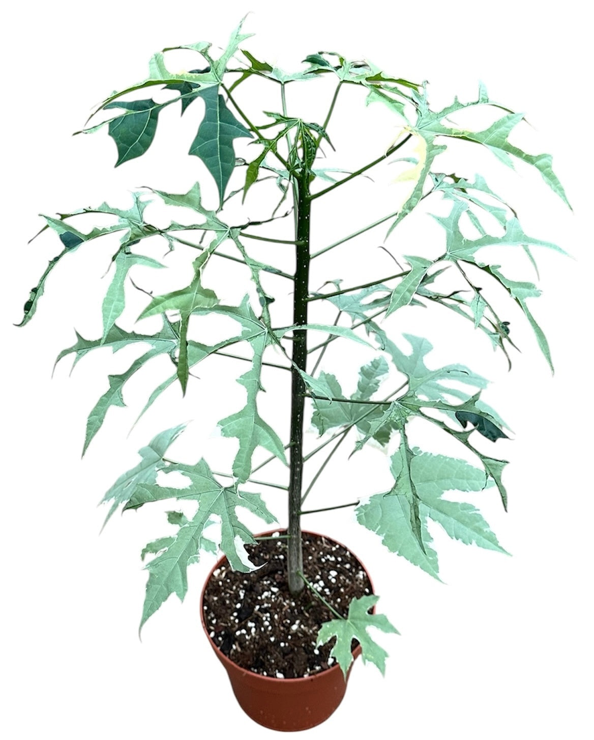 Plants 60cm 17cm Pot