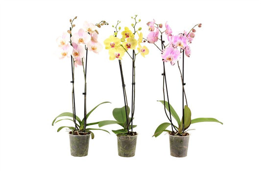 Phalaenopsis mix 60cm 12cm Pot