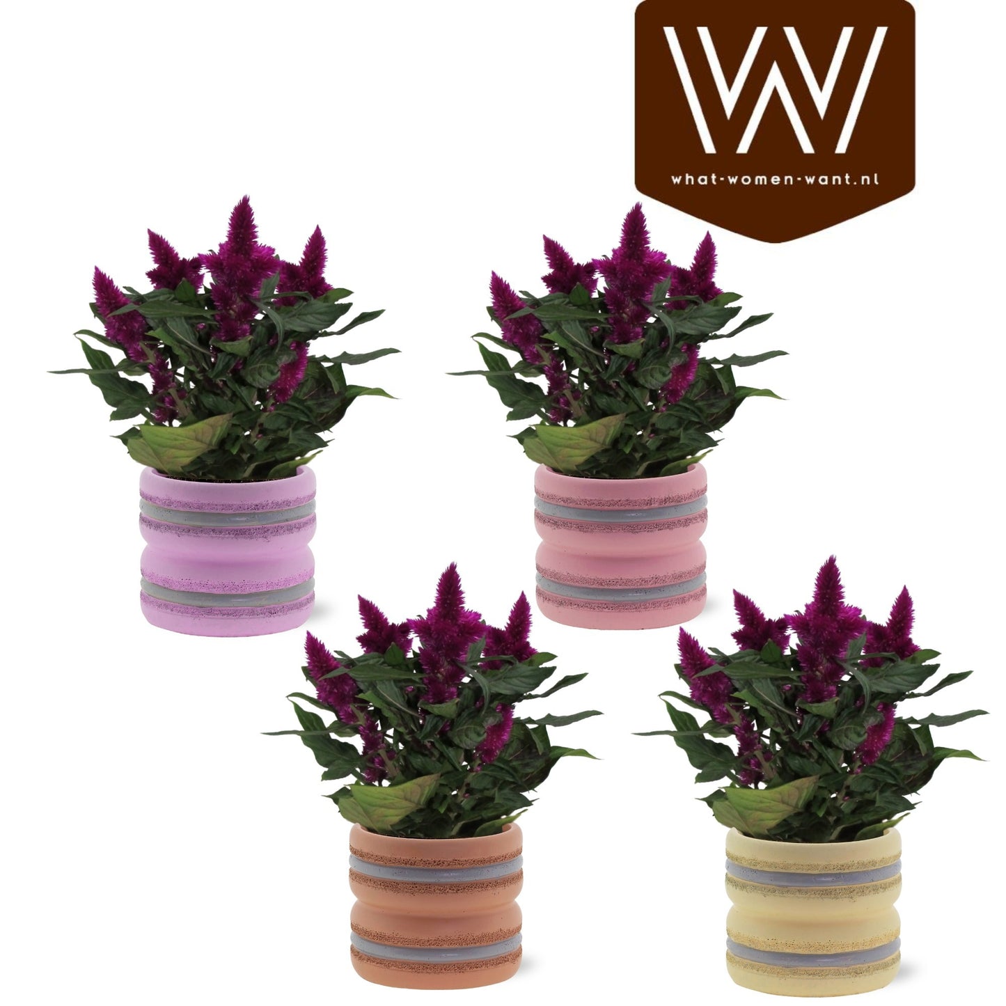 Celosia mix 25cm 12cm Pot