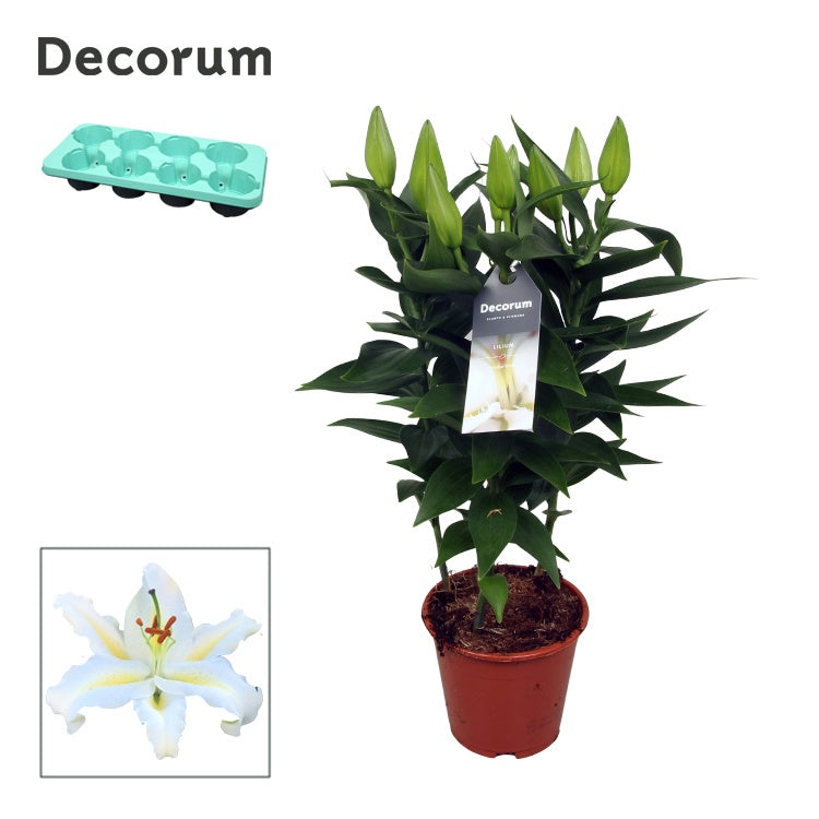 Lilium or. White Starlight 40cm 13cm Pot