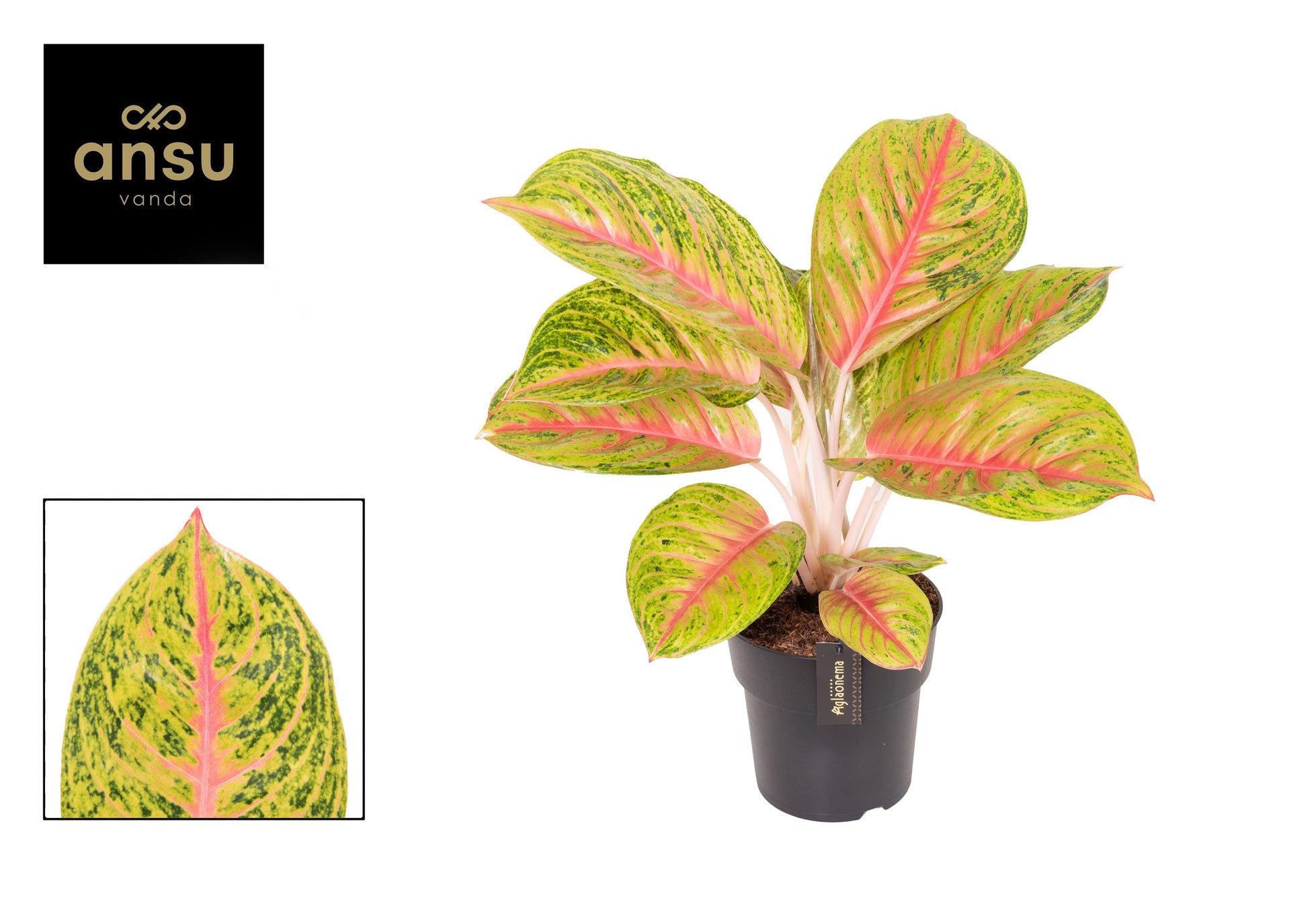 Aglaonema Hybrid 60cm 19cm Pot
