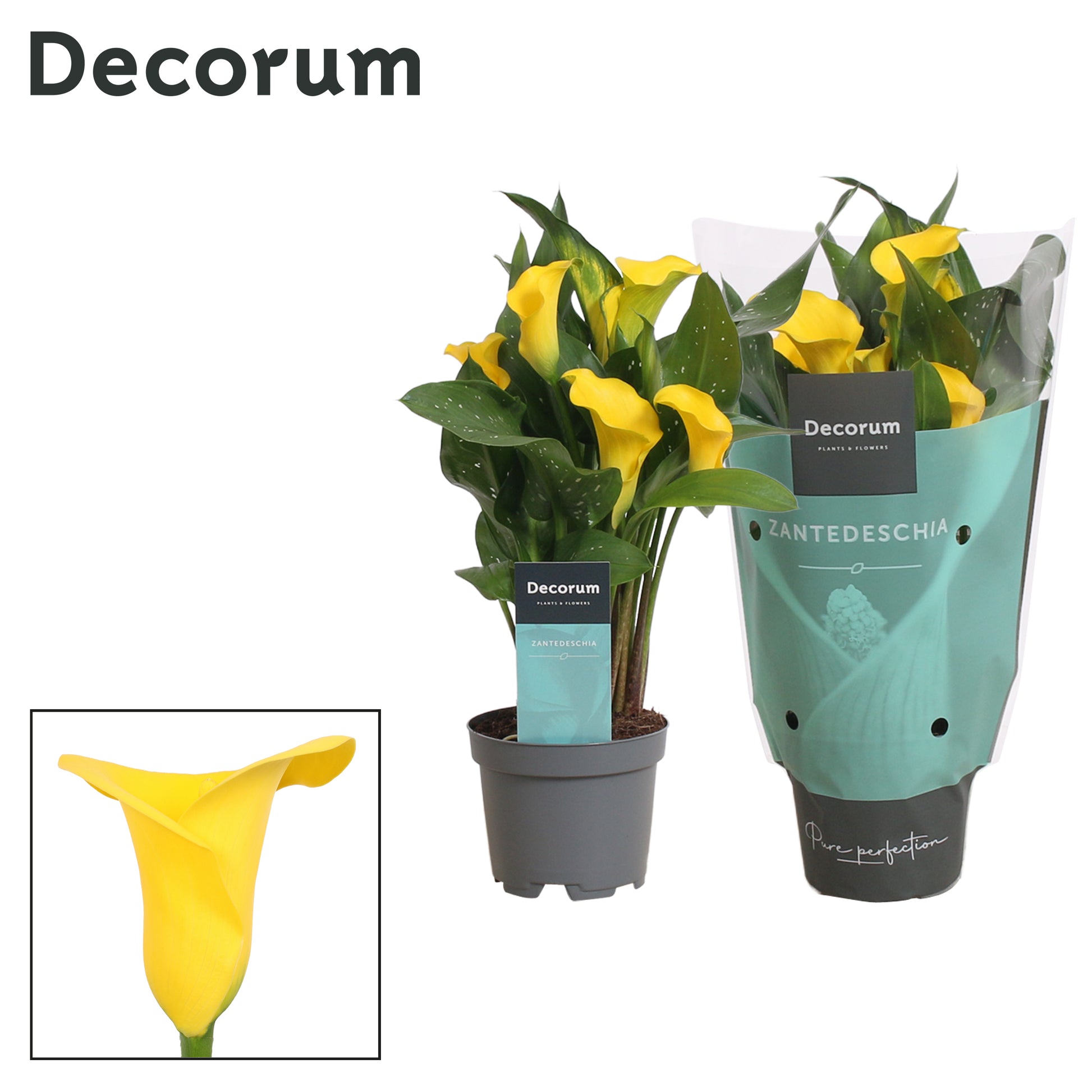 Zantedeschia Sunclub 30cm 10.5cm Pot