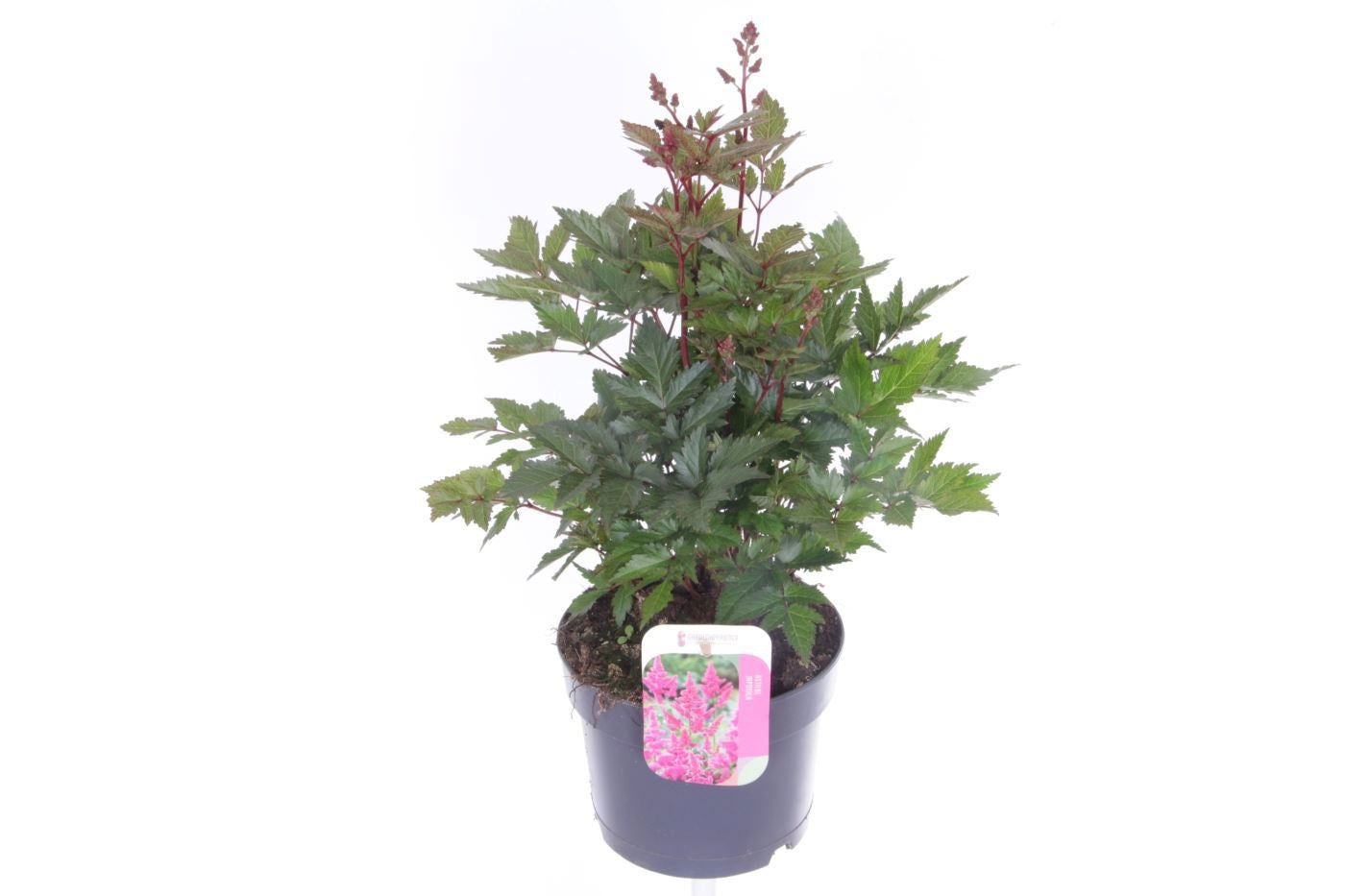 Astilbe jap. Mainz 45cm 17cm Pot