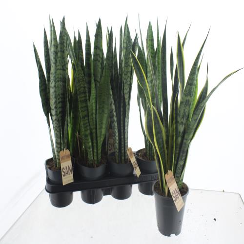 Sansevieria mix 45cm 14cm Pot