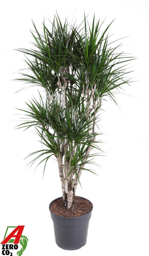 Dracaena marginata branched 140cm 31cm Pot